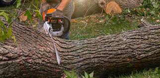 Professional Tree Services in Simpson, PA